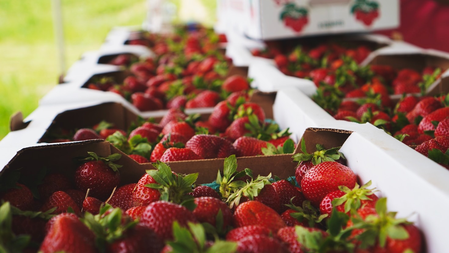 Hoe kies je de beste aardbeienplanten