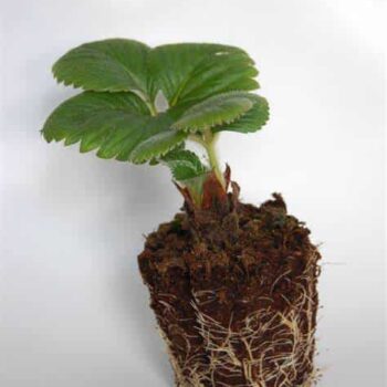 Frigo aardbeienplantje klaar voor uitplant – levert snel vruchten na planten