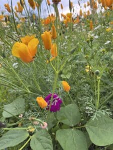 Een veld met oranje en paarse bloemen, omringd door groene bladeren en planten.
