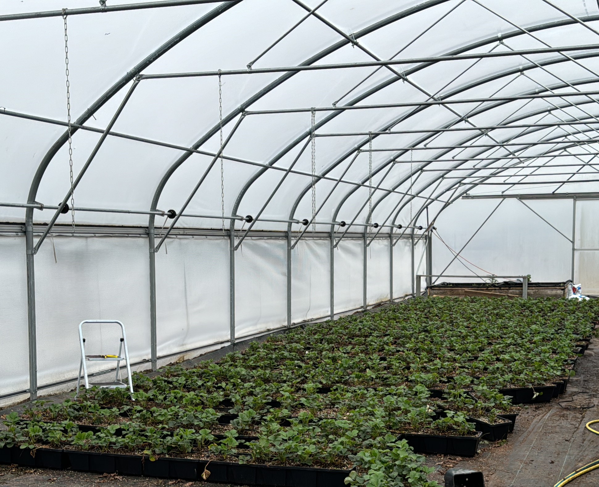 Een kas met rijen aardbeienplanten in potten