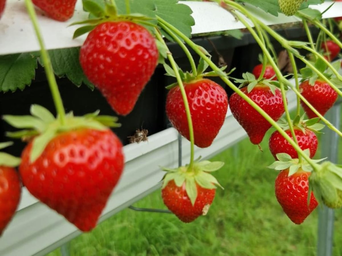 Verse aardbeien