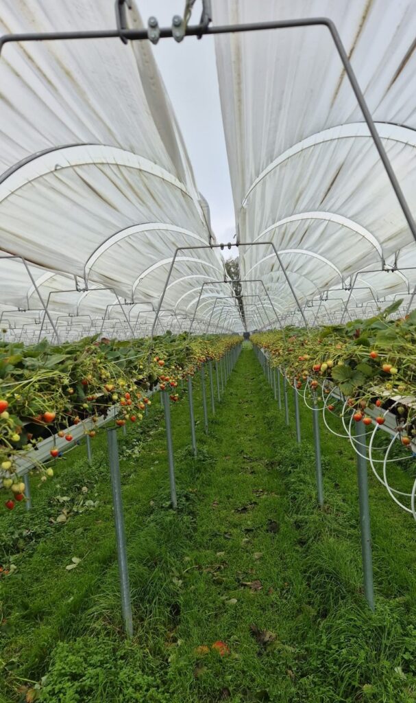Uitzicht op een aardbeienkas met lange rijen aardbeienplanten en een groene grasvloer.