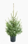 Small potted evergreen tree with dense green foliage.