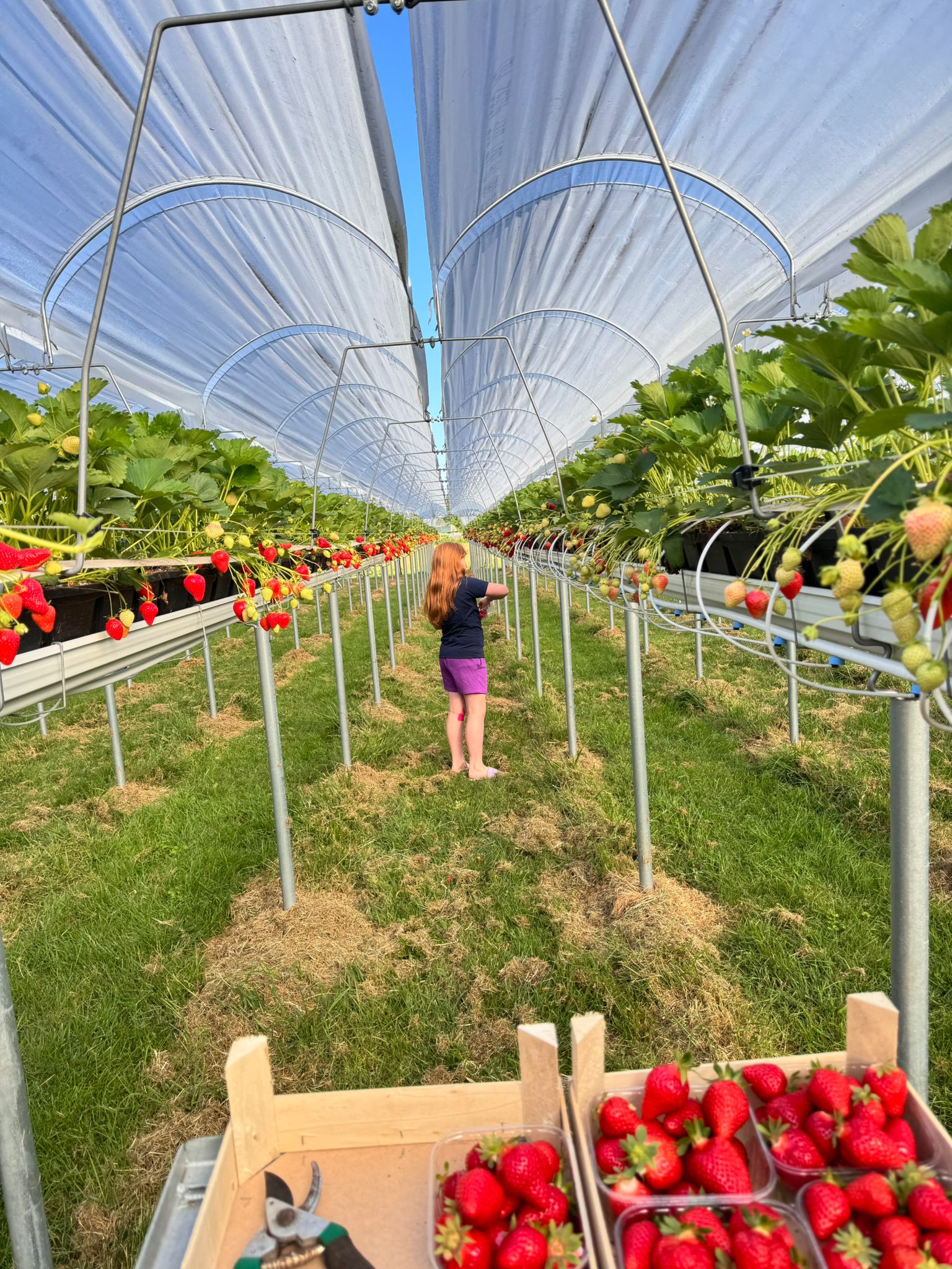 Een kind met een rode haardos staat in een aardbeienkas, omringd door aardbeienplanten met rijpe vruchten. Op de voorgrond staan manden met versgeplukte aardbeien.