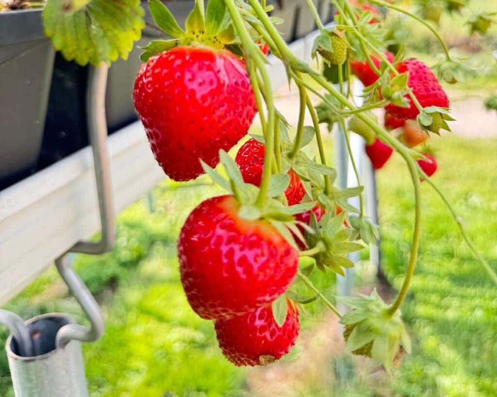 Verse aardbeien Kwekerij Bosch Luttenberg aardbeienplantjes Kwekerij Bosch Luttenberg