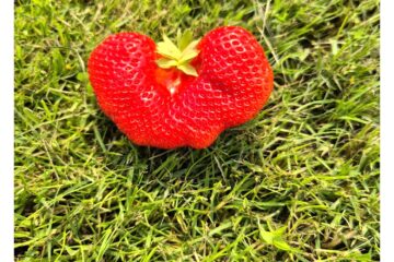 Grappig gevormde aardbei bij Kwekerij Bosch