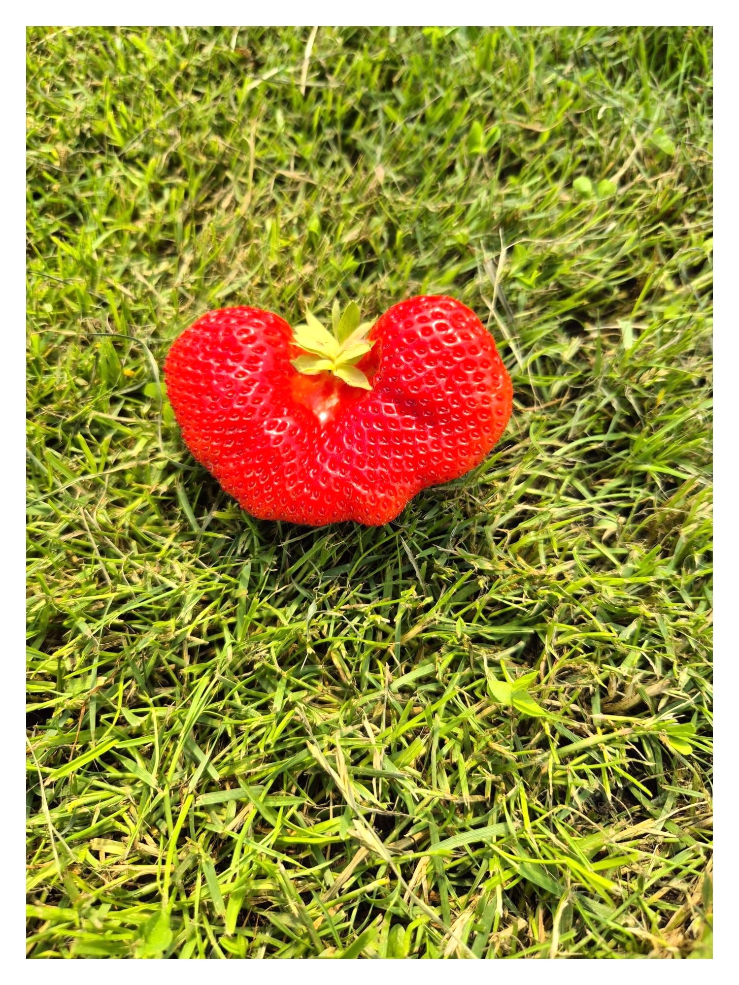 Grappig gevormde aardbei bij Kwekerij Bosch