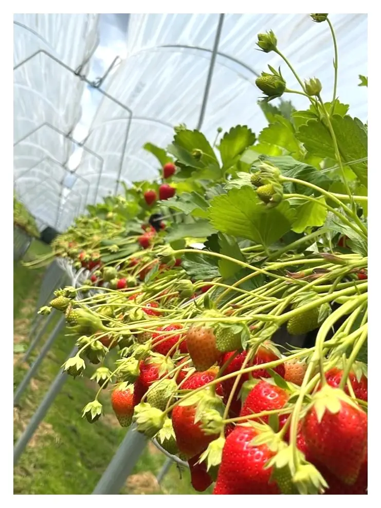 Vanaf 23 mei aardbeien te koop