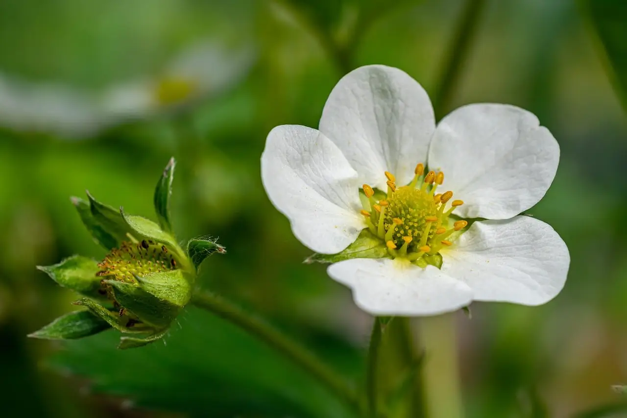 flower, strawberry, strawberry flower, strawberry plant, flower background, nature, flora, beautiful flowers, plant, flower wallpaper, garden