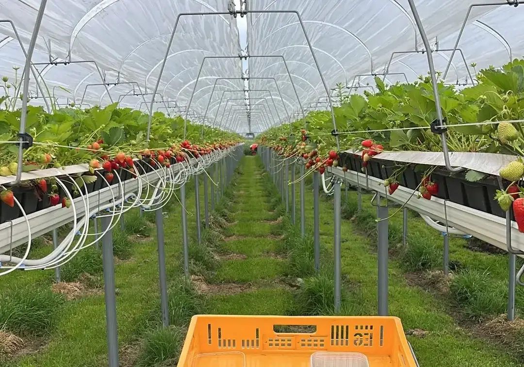 Alles groeit goed! Aardbeien in kas oogsten