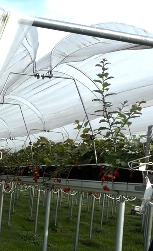 Alles groeit goed! Aardbeien onder kas.