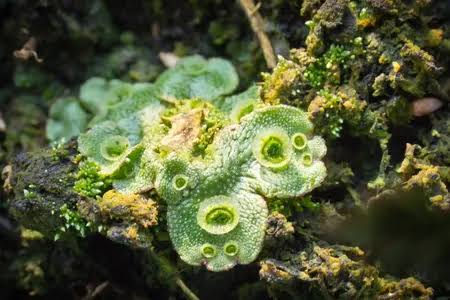 Alles groeit goed! Lichtgroen plantje met ringen