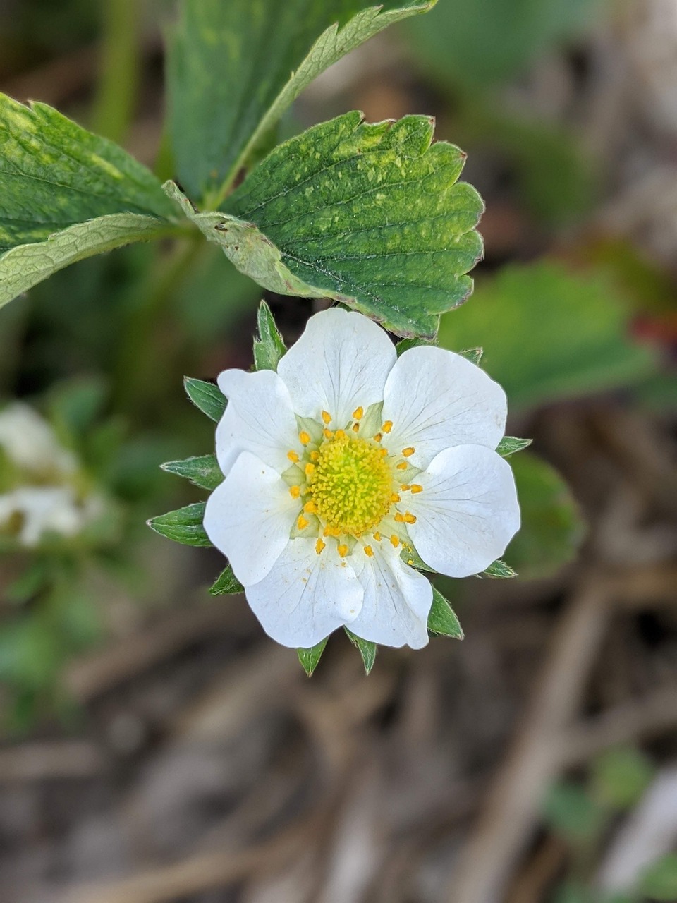 strawberry flower, blossom, bloom, garden, strawberry plant, nature, close up, bloom, strawberry, white, petals, strawberries, bed